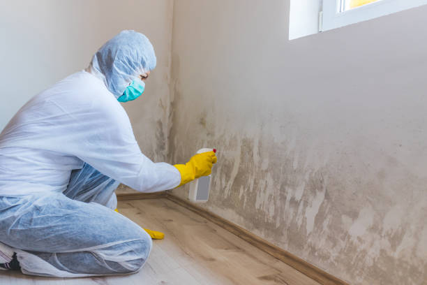Licensed Mold Removal service in Gainesville, VA - WQB Mold Removal